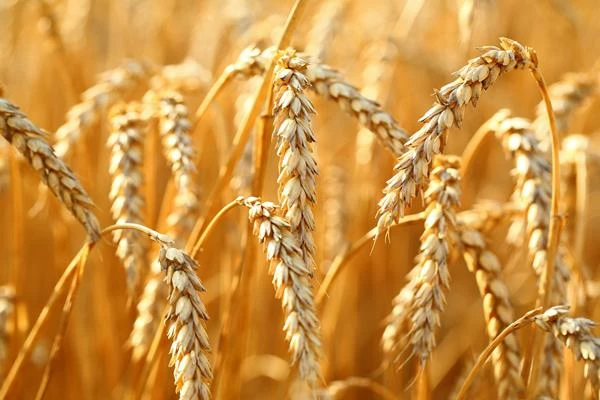 U.S. Wheat Price Contracts for Two Consecutive Months to $409 per Ton