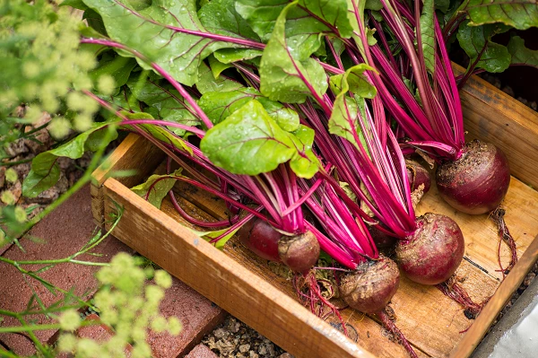 European Beet-Pulp and Bagasse Market Amounted to $1.8B in 2018