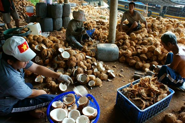 The Philippines, India, and Indonesia Dominate the $35B-Worth Global Coconut Market
