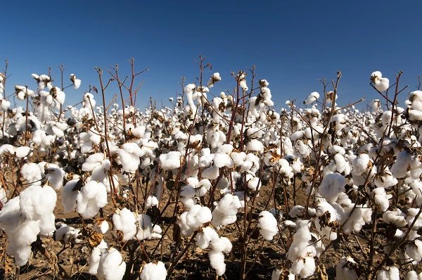 Which Country Imports the Most Carded and Combed Cotton in the World?