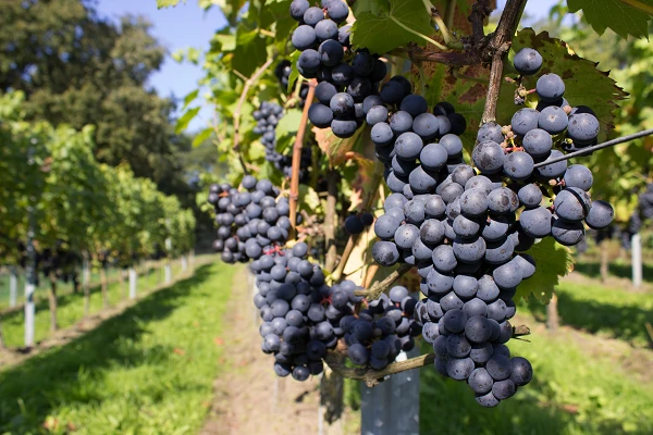 Spain's Grape Must Exports See Sharp Decline to $4.8M in November 2023