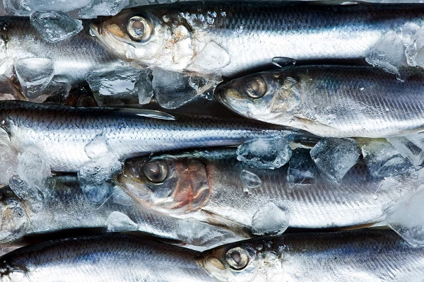 Price of Preserved Mackerel Rises by 3% in France, Reaching $5,914 per Ton