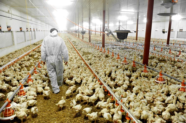 Turkeys Poultry Incubator Price Skyrockets to $2,820 per Unit