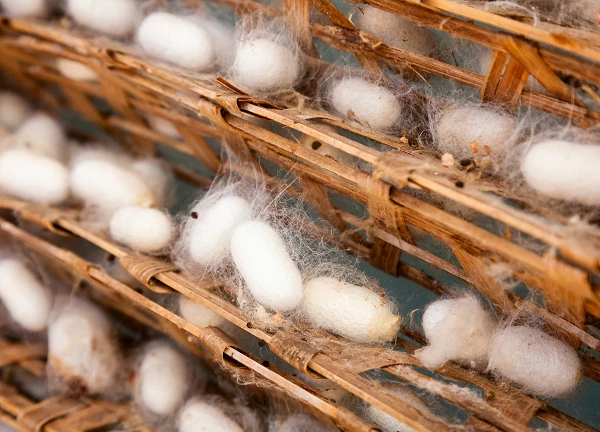 Silk-Worm Cocoons Market in Asia - Key Insights