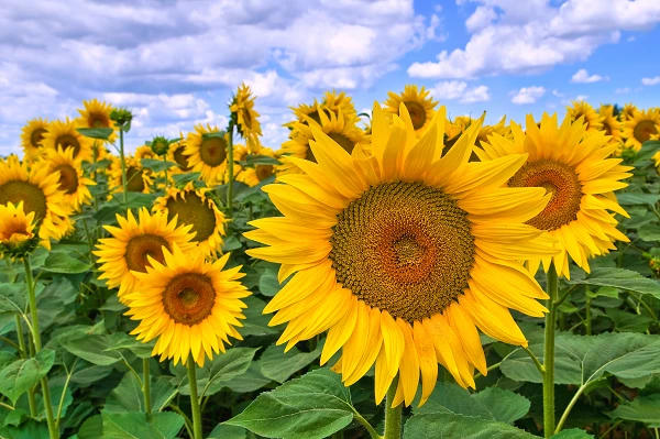 Ukrainian Sunflower Oilcake Suppliers Enjoy Surging Demand in China