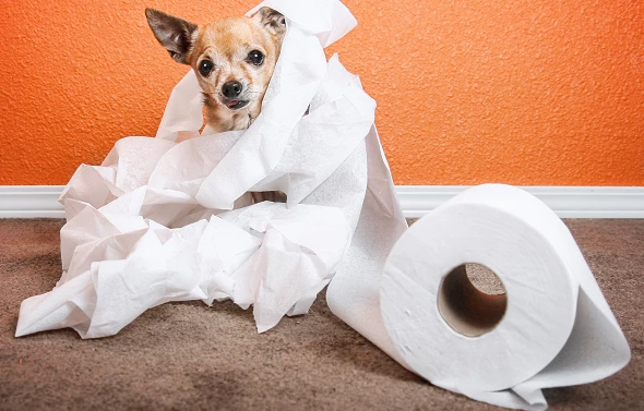 Toilet Paper Export in China Plummets 10% to $73M in April 2023
