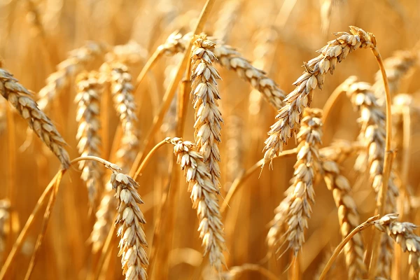 Canada's Wheat Starch Price Soars to $1,500 per Ton