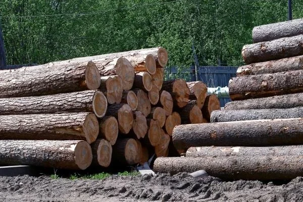 Poland's Industrial Roundwood Export Declines Slightly to $28M in June 2023