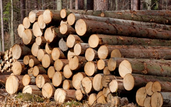 Best Import Markets for Saw Logs and Veneer Logs